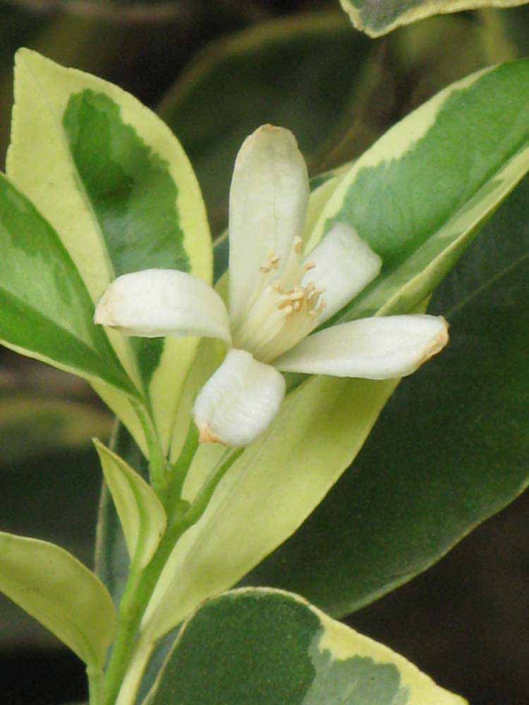              Flower (Riverside, CA)       